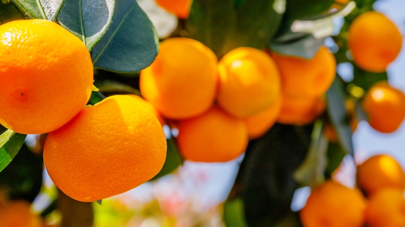 Banner web