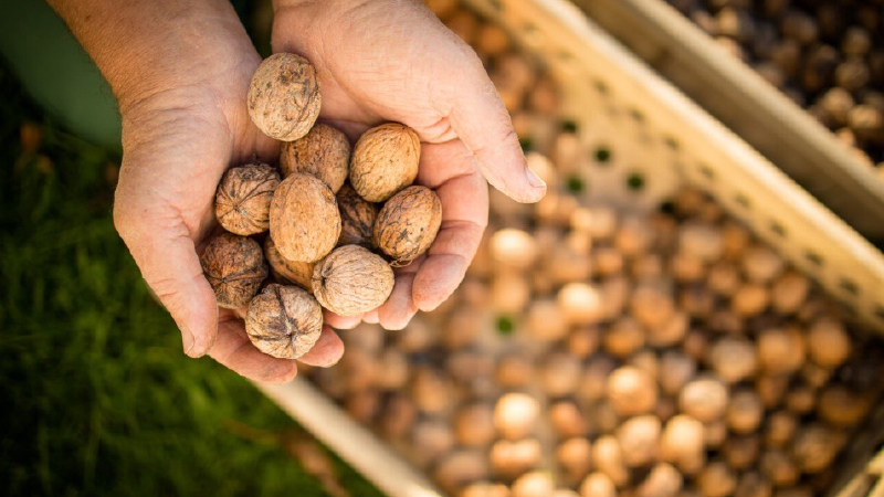 nueces