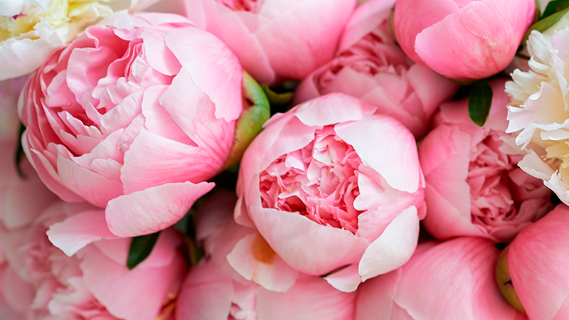 peonias
